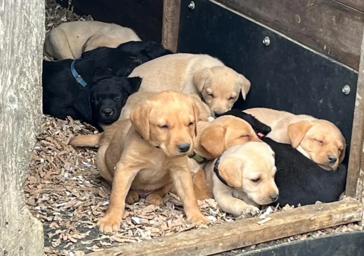 Adorables chiots Labrador KC à vendre