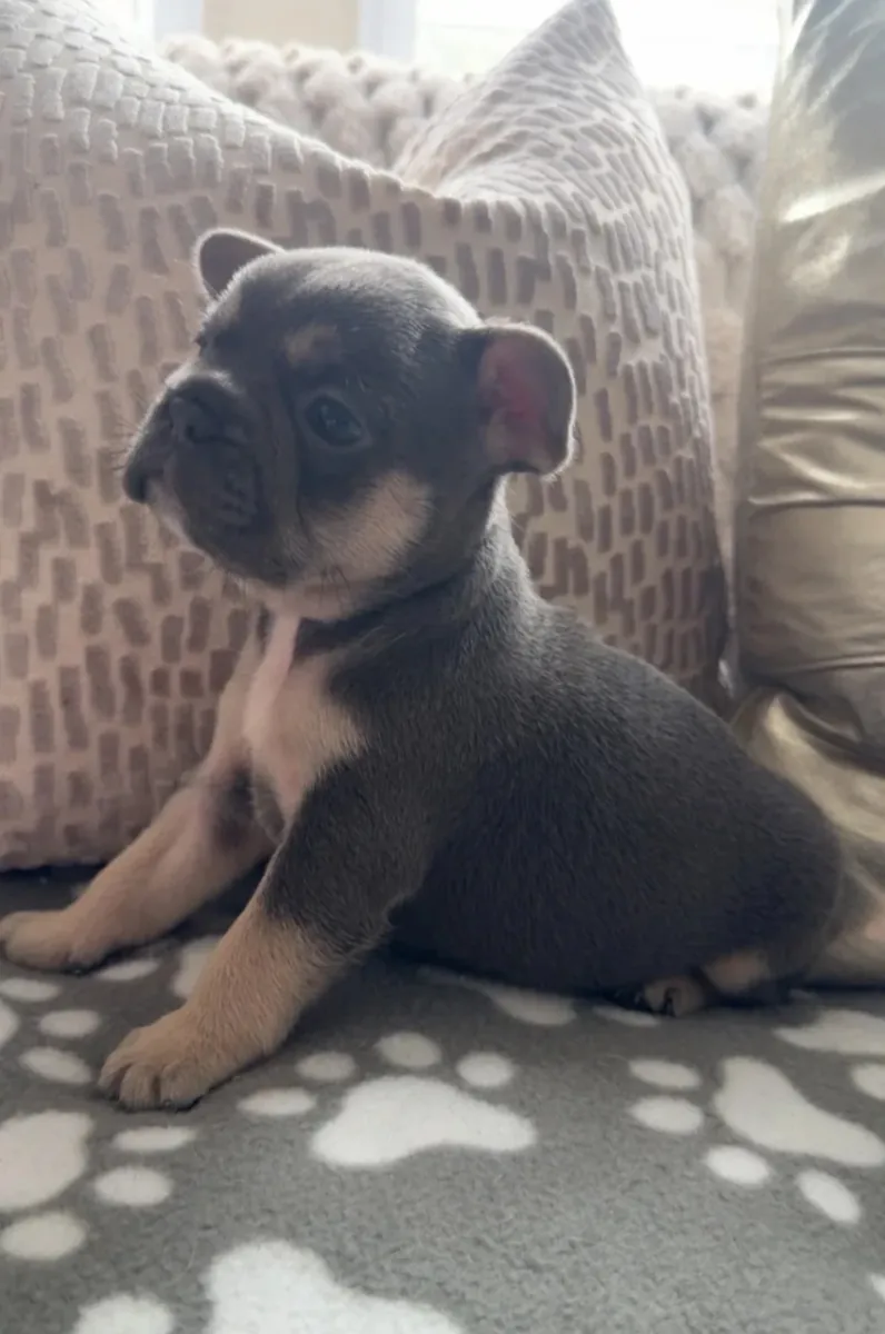 Hermosos cachorros Bulldog Francés