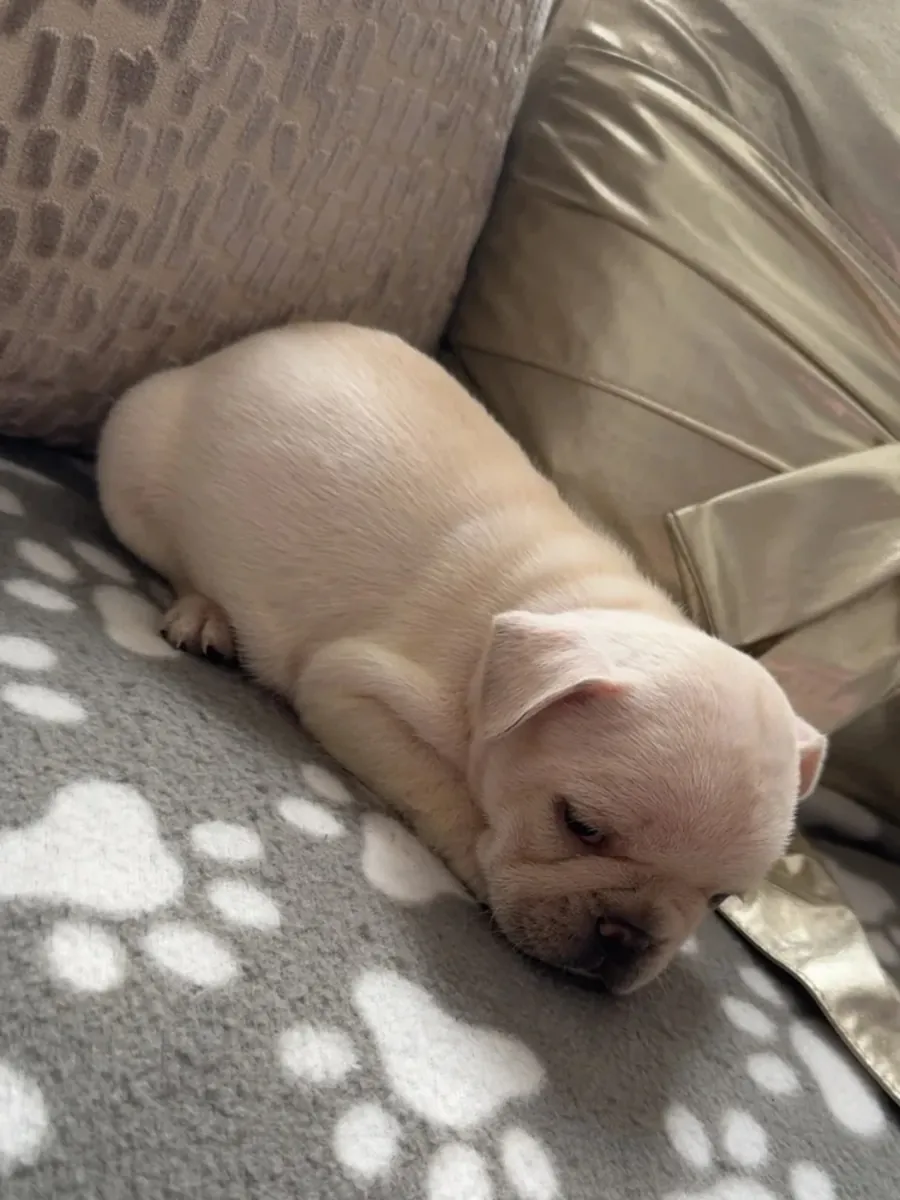 Hermosos cachorros Bulldog Francés