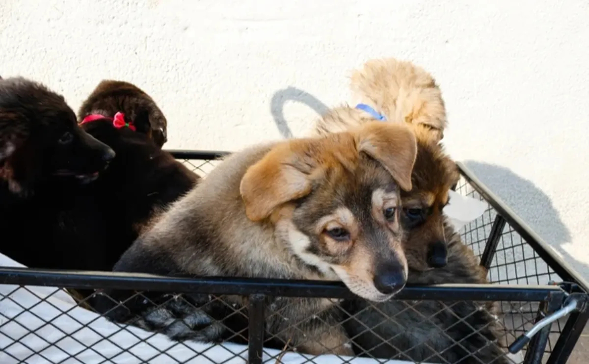 German Shepherd Puppies