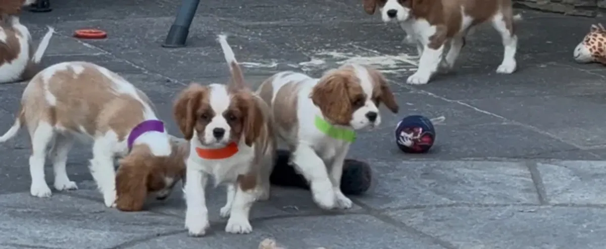 Cavalier King Charles Spaniel Puppies