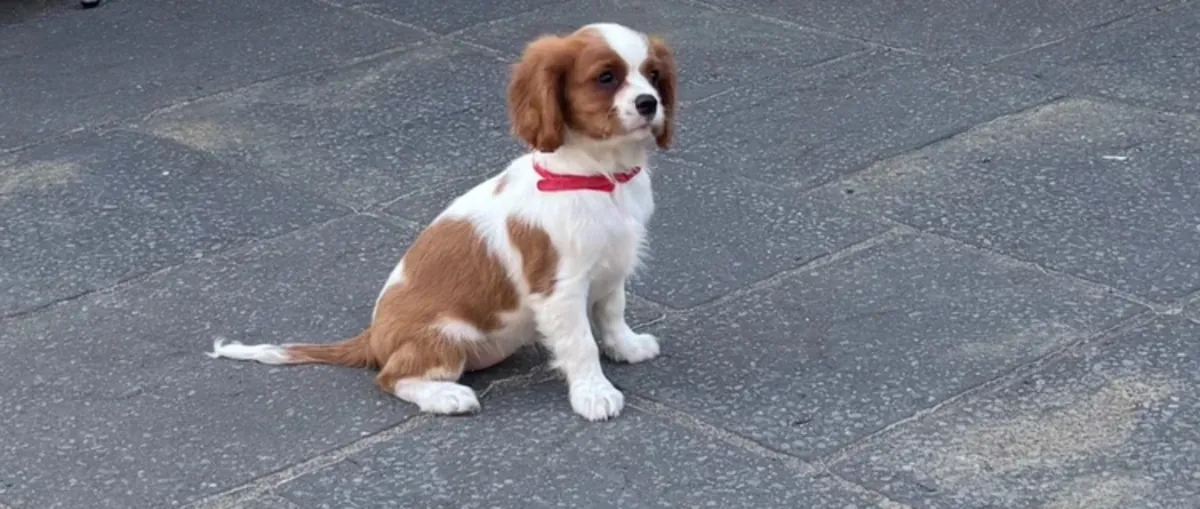 Cavalier King Charles Spaniel Puppies