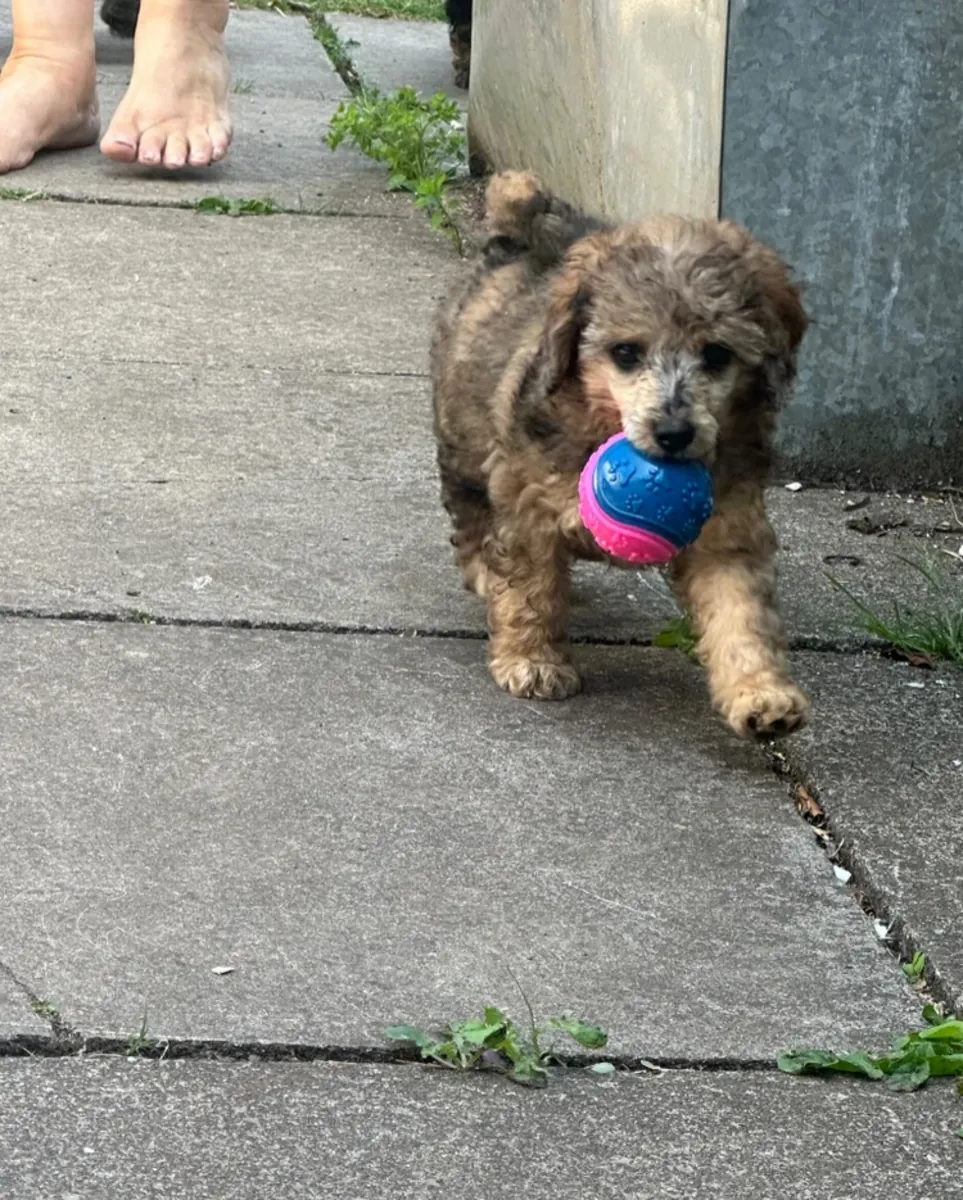 迷你贵宾犬现在可以领养