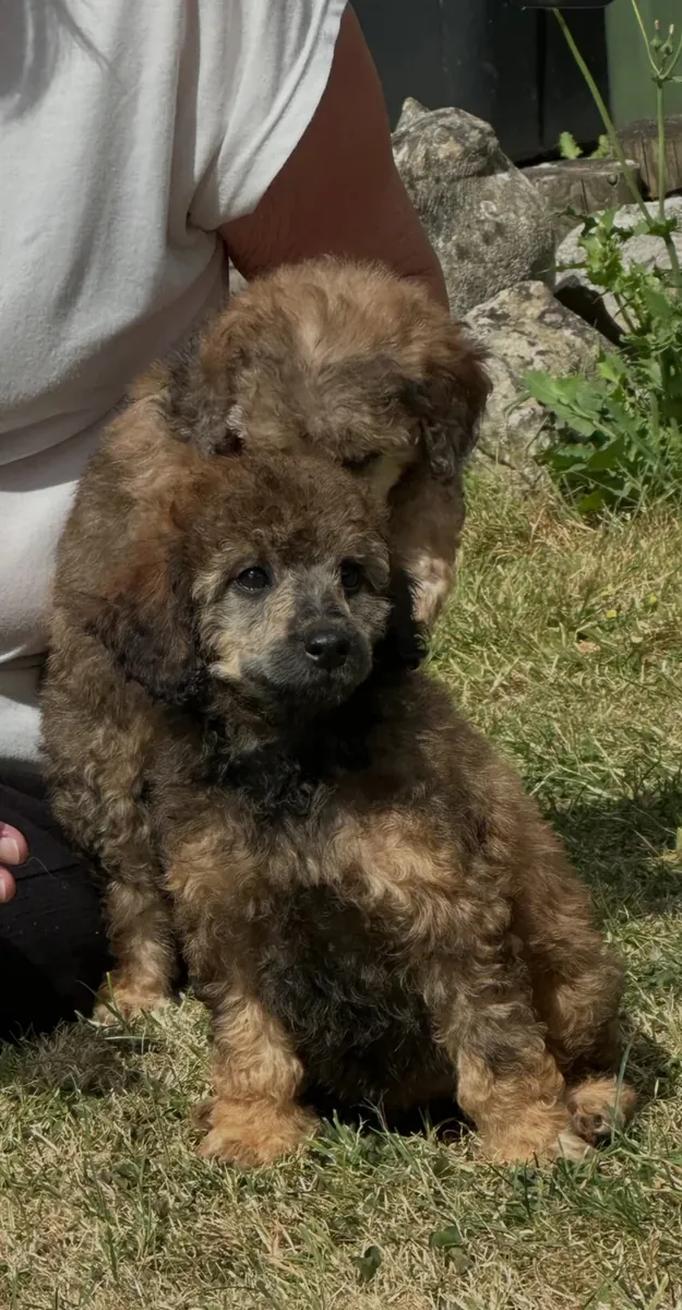 迷你贵宾犬现在可以领养