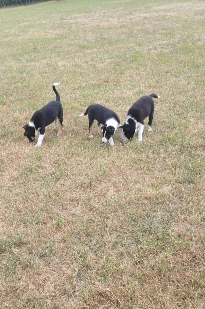 Se venden 4 cachorros de border collie