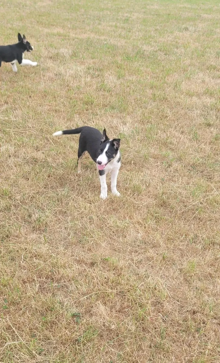 Se venden 4 cachorros de border collie