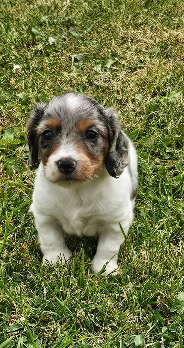 Cachorros de teckel miniatura de pelo largo