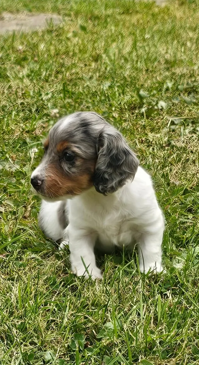 Cachorros de teckel miniatura de pelo largo