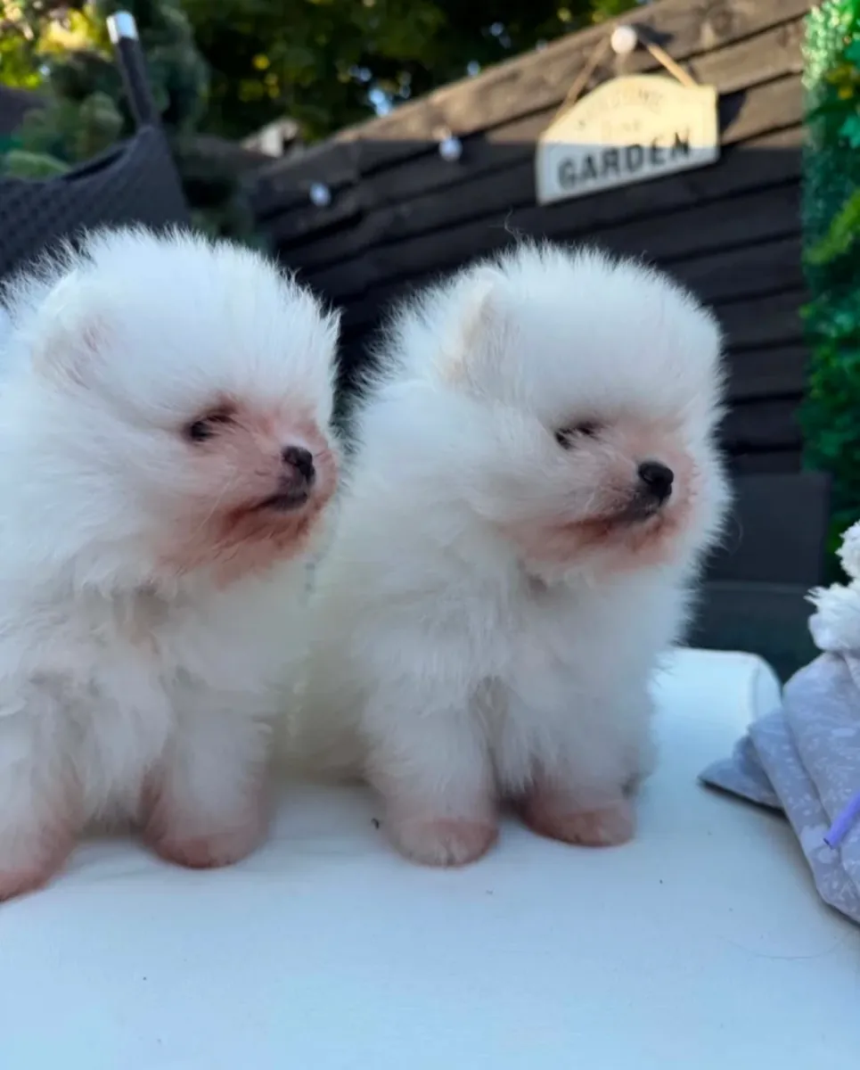 博美犬