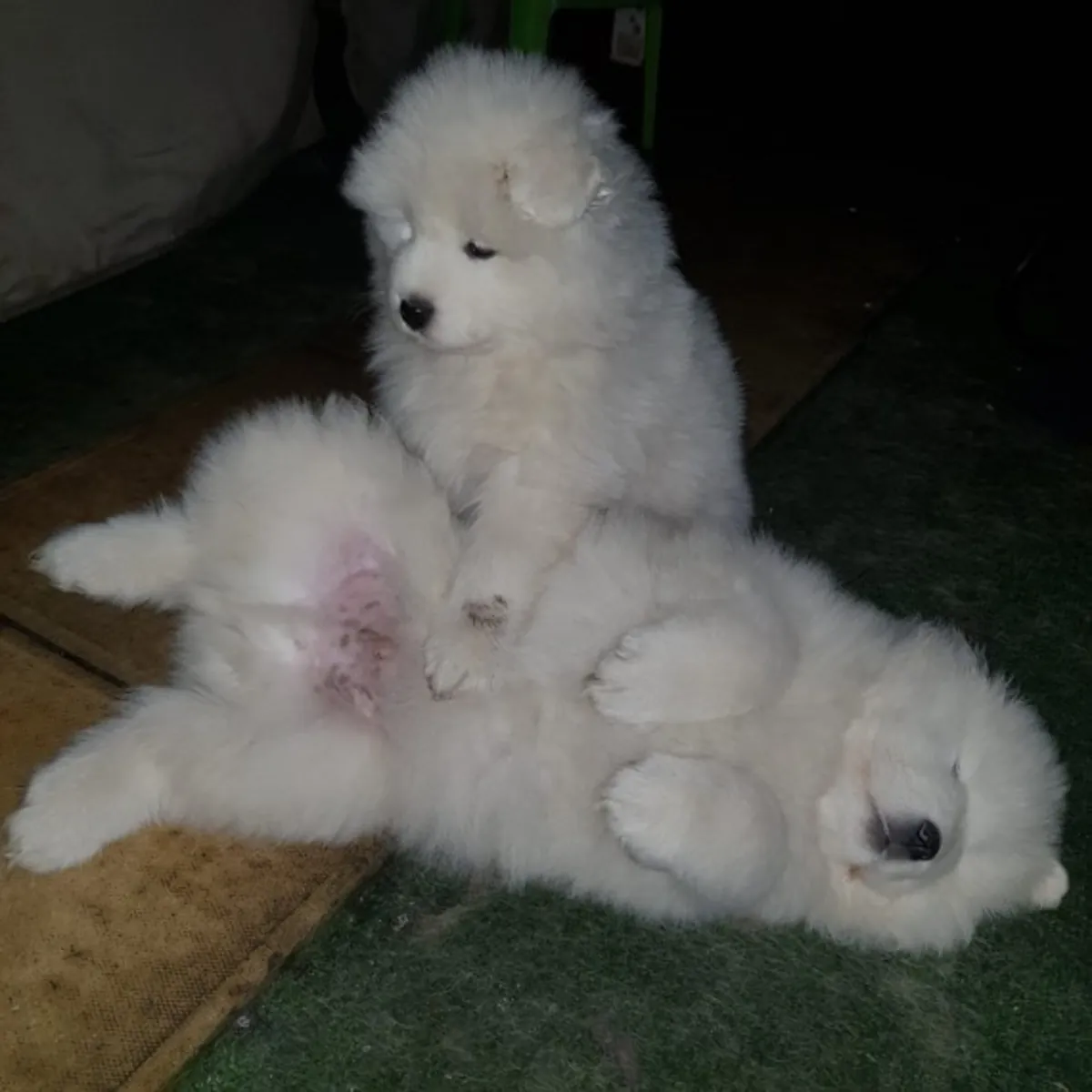 Samoyed Puppies Looking for Loving Forever Homes