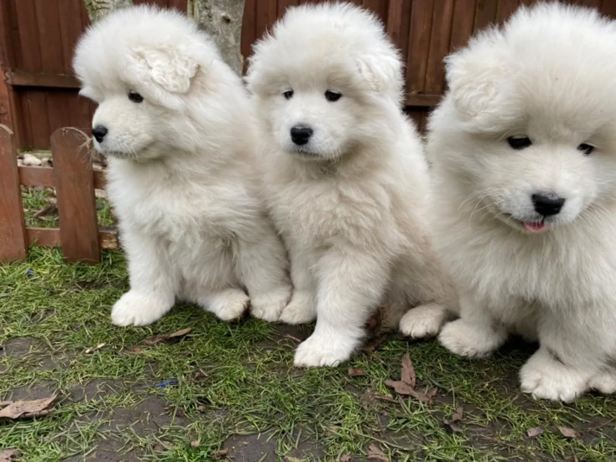 Samoyed Puppies Looking for Loving Forever Homes
