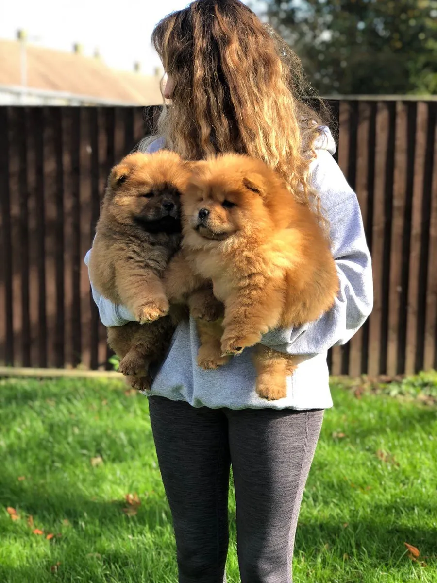 Beaux chiots Chow Chow