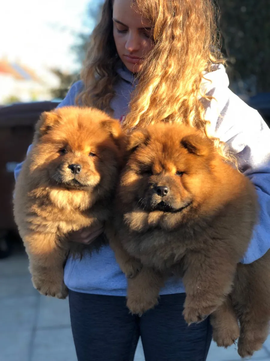 Beaux chiots Chow Chow