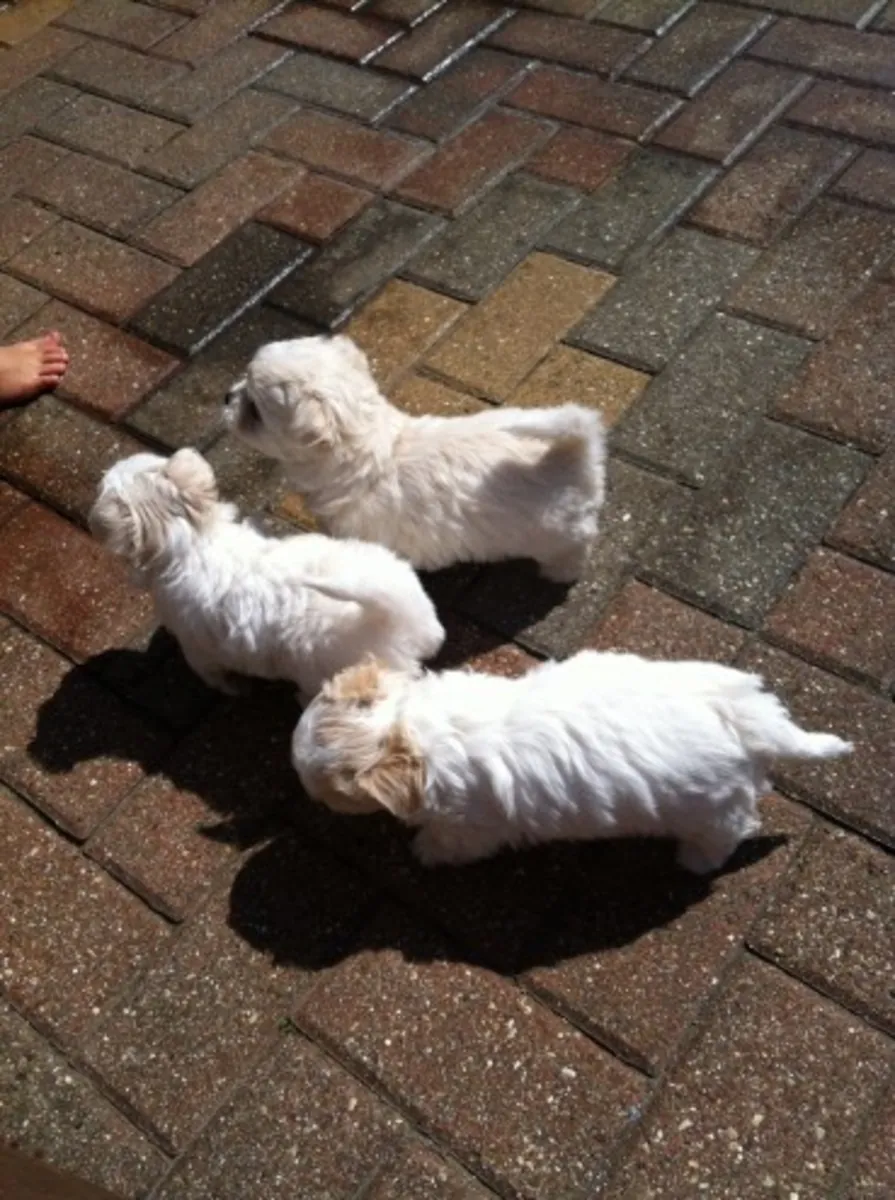 Cachorros de Chihuahua × Maltés Necesitan un Hogar