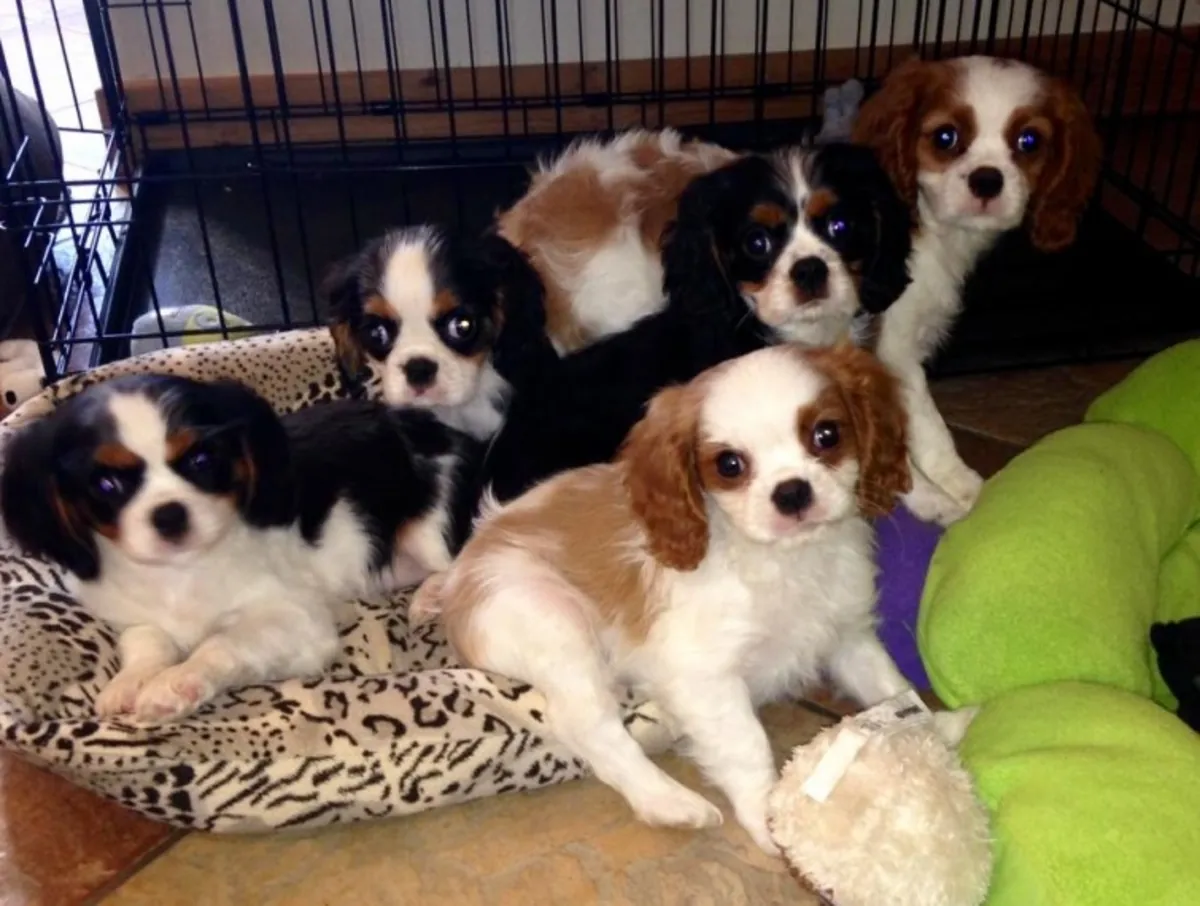 3 beautiful Cavalier King Charles Spaniel puppies