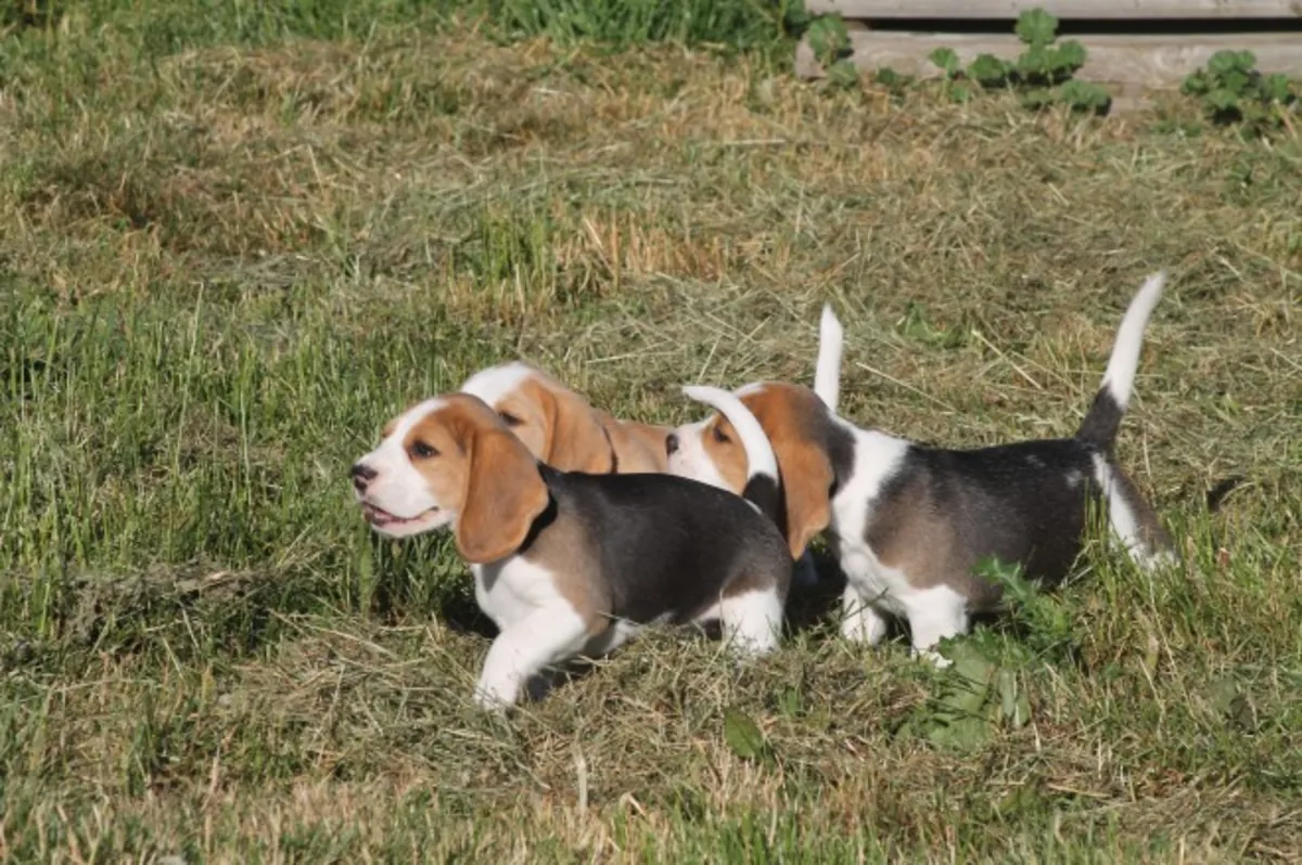 Hermosos cachorros Beagle registrados en KC