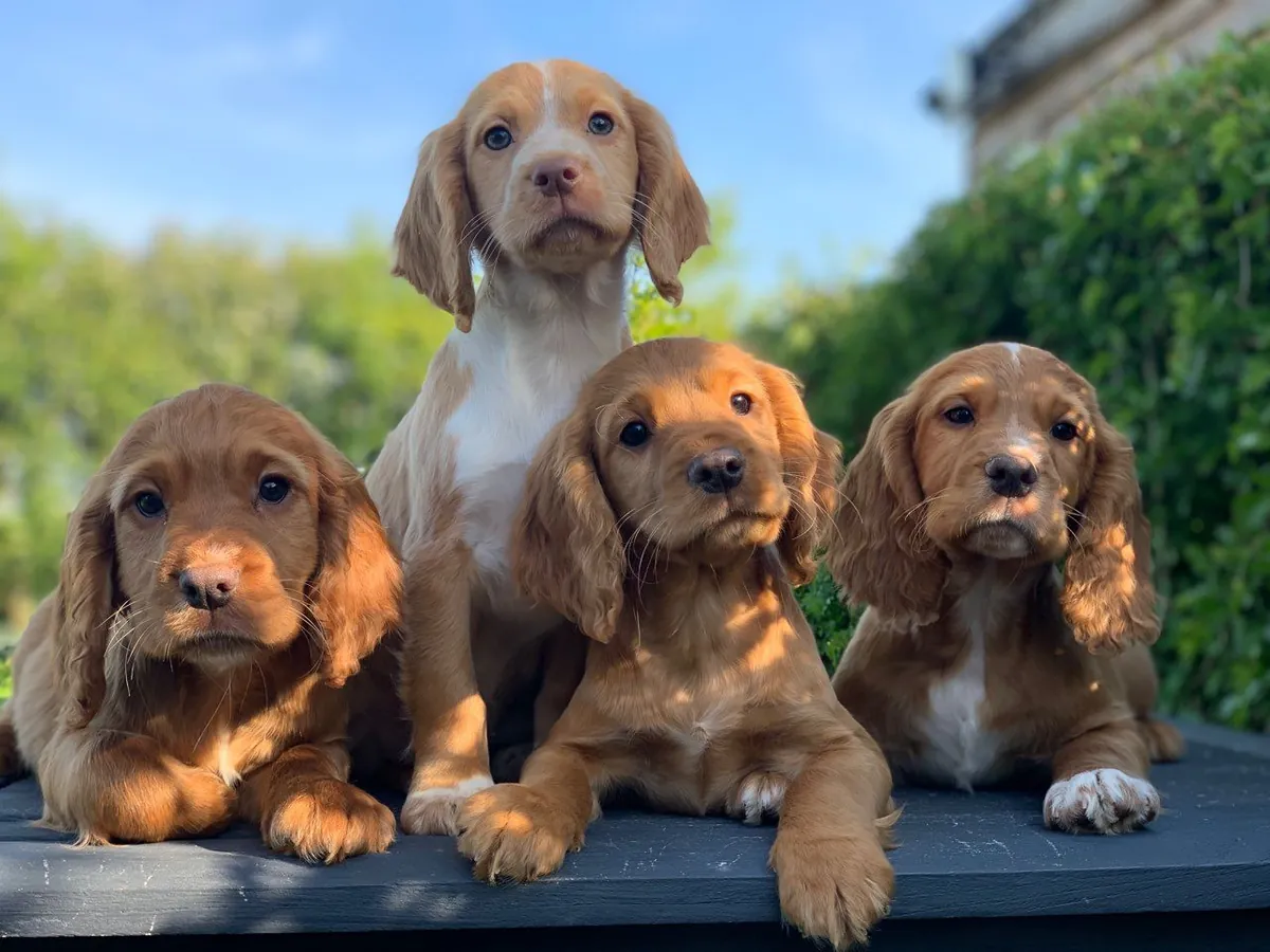 迷人的红色可卡犬幼犬出售