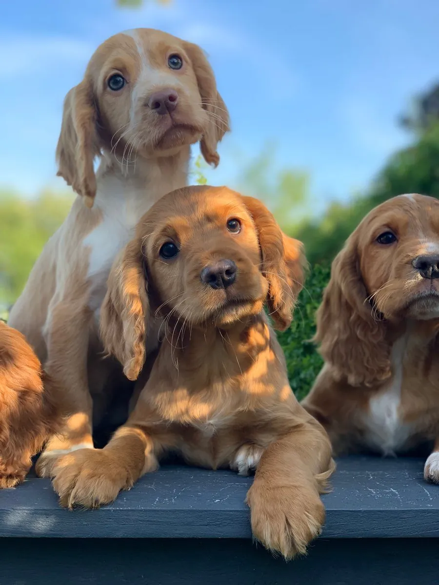 迷人的红色可卡犬幼犬出售