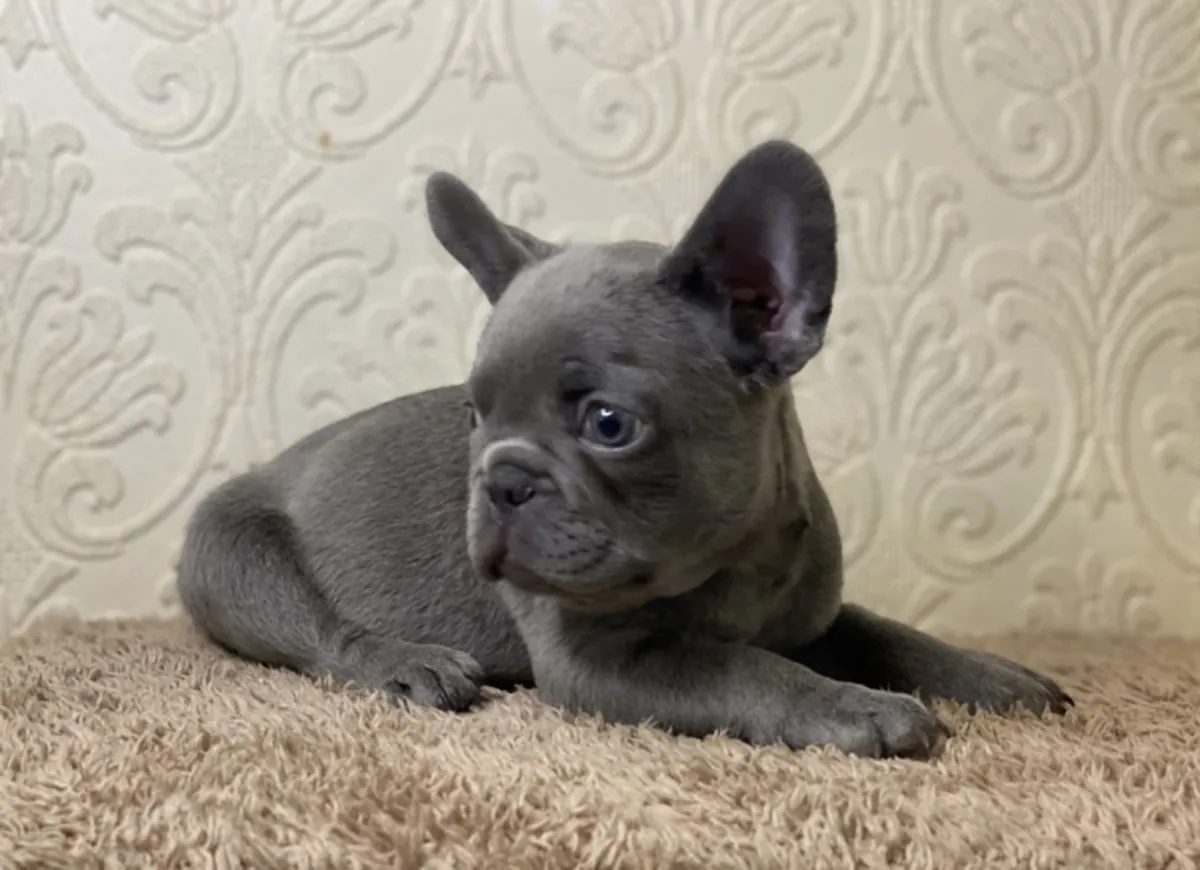 Charming blue French bulldog puppies