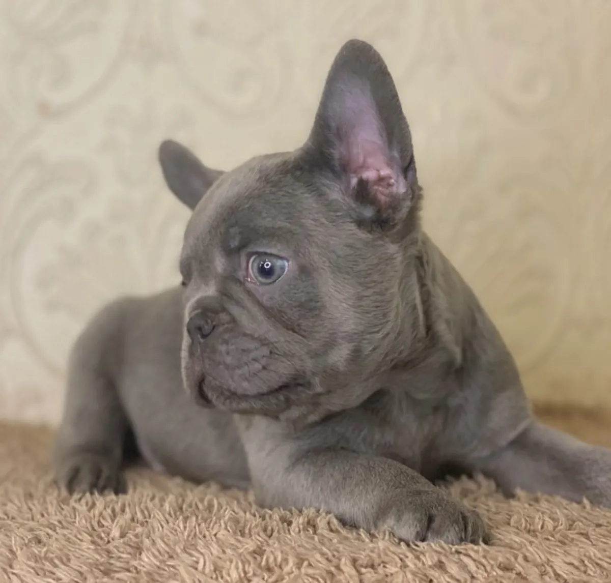 Charming blue French bulldog puppies