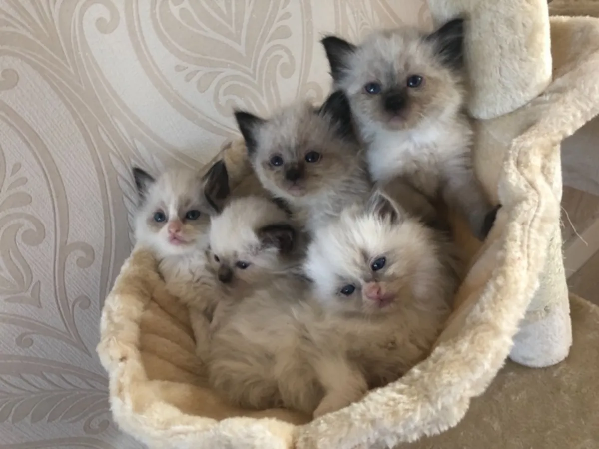 Chatons Ragdoll enregistrés champions | Enregistrés TICA/Pedigree