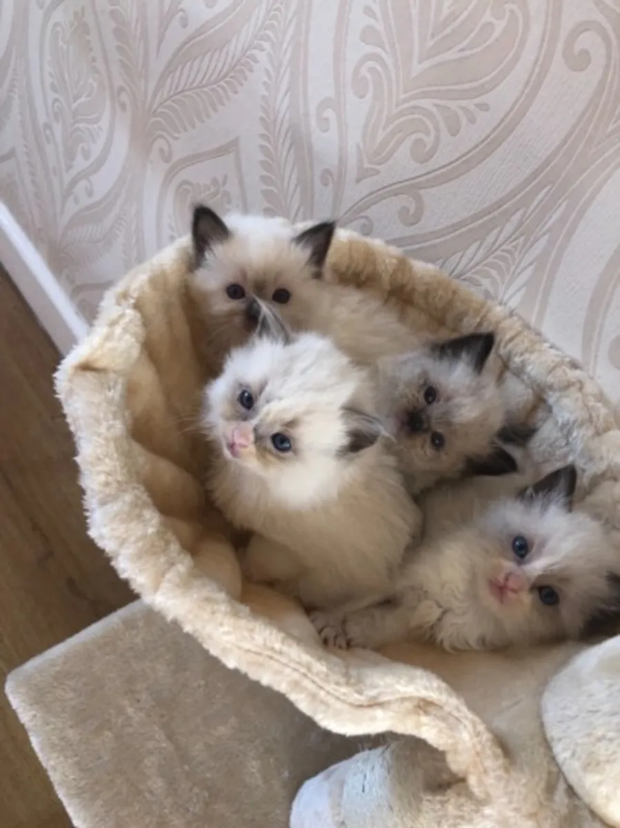 Chatons Ragdoll enregistrés champions | Enregistrés TICA/Pedigree