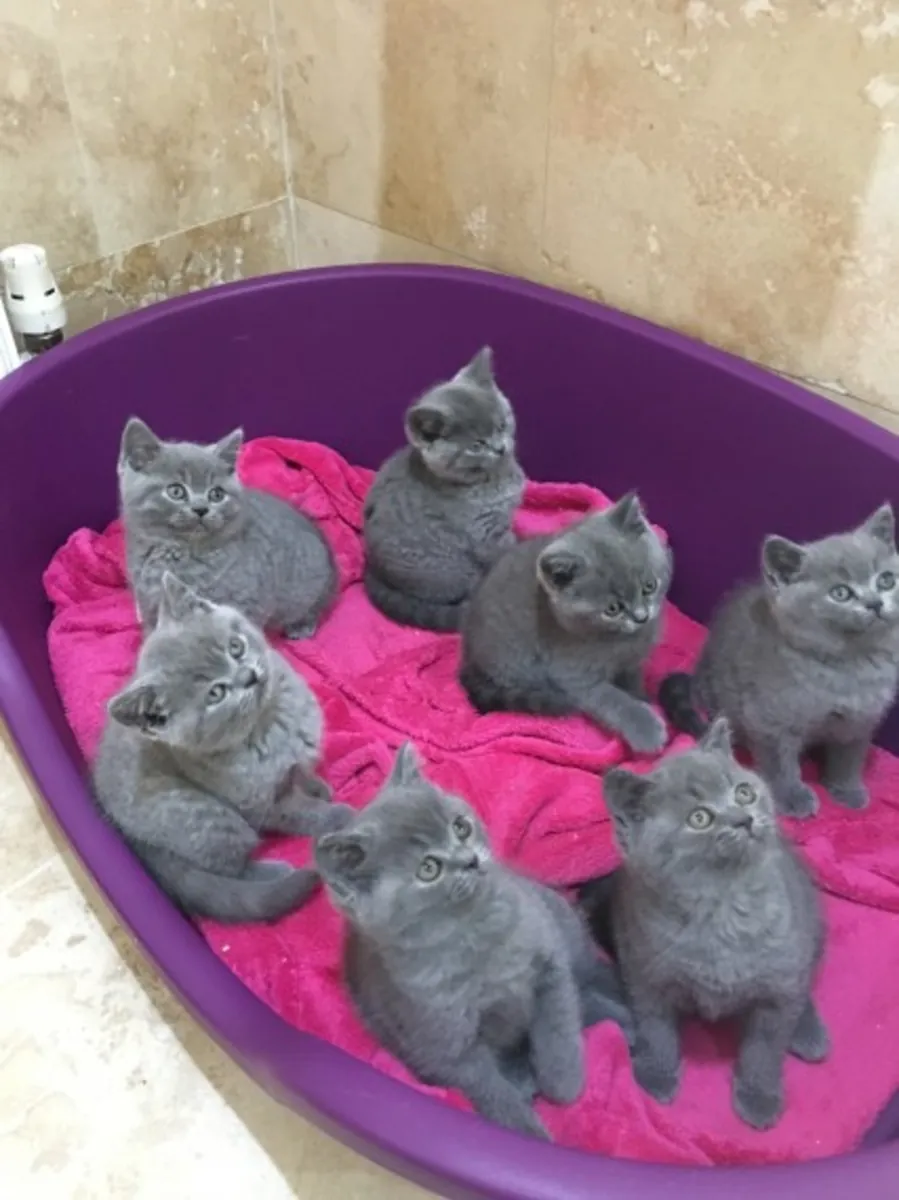 Chatons British Shorthair enregistrés GCCF