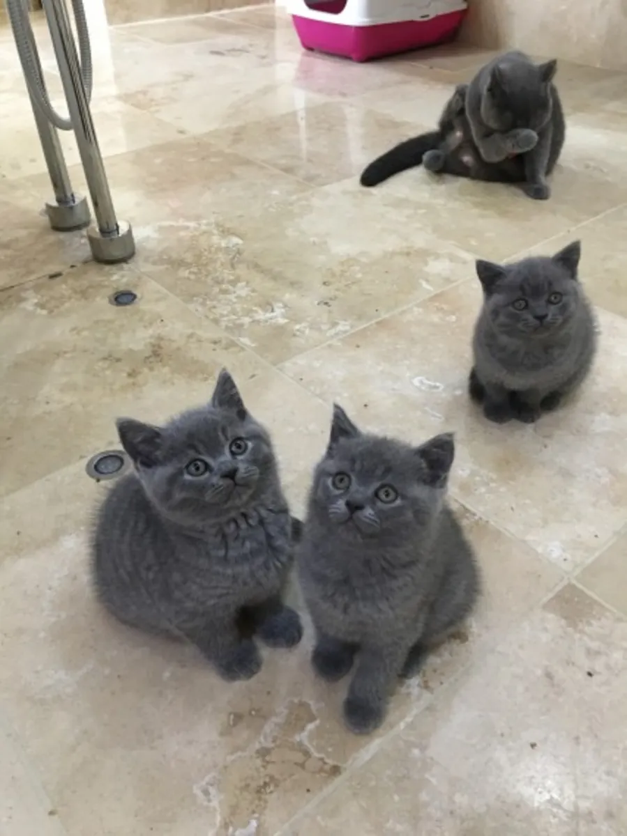 Chatons British Shorthair enregistrés GCCF