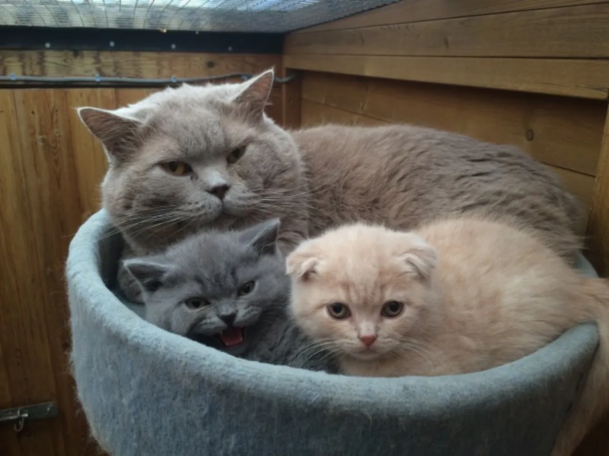 苏格兰折耳猫小猫现在可以领养