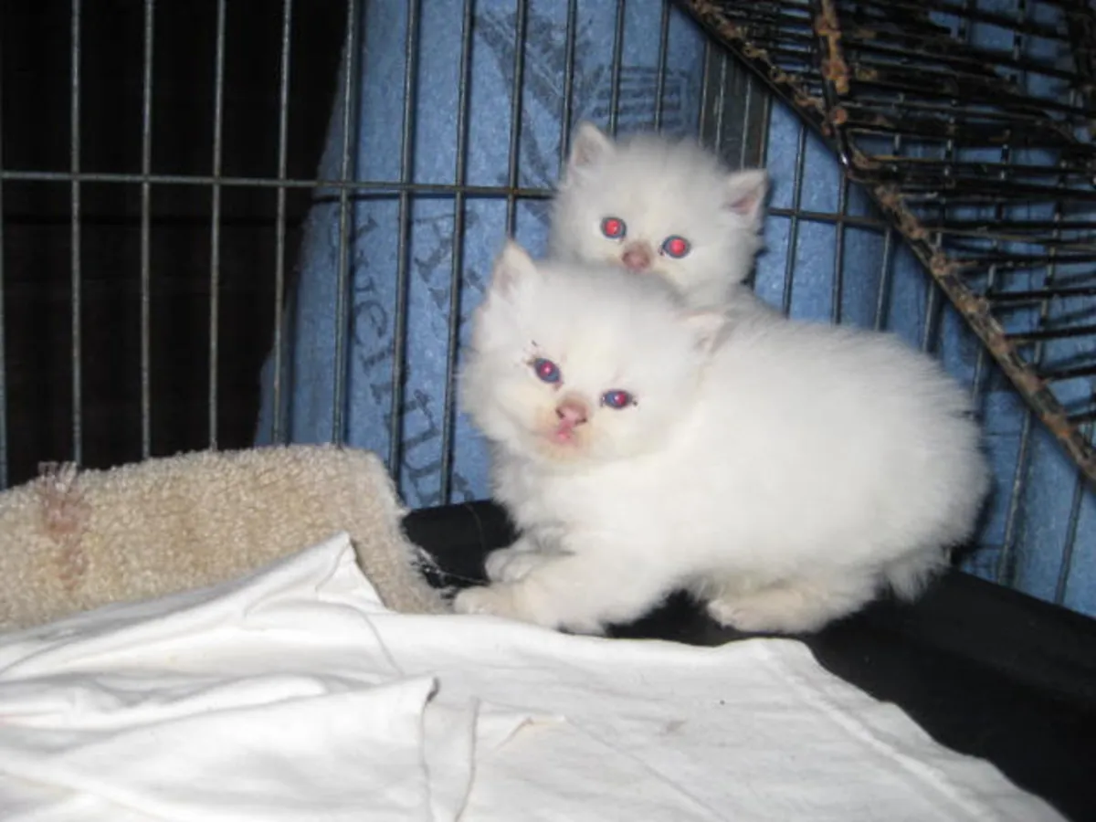 Chatons Munchkin Blanc Pur à Vendre.