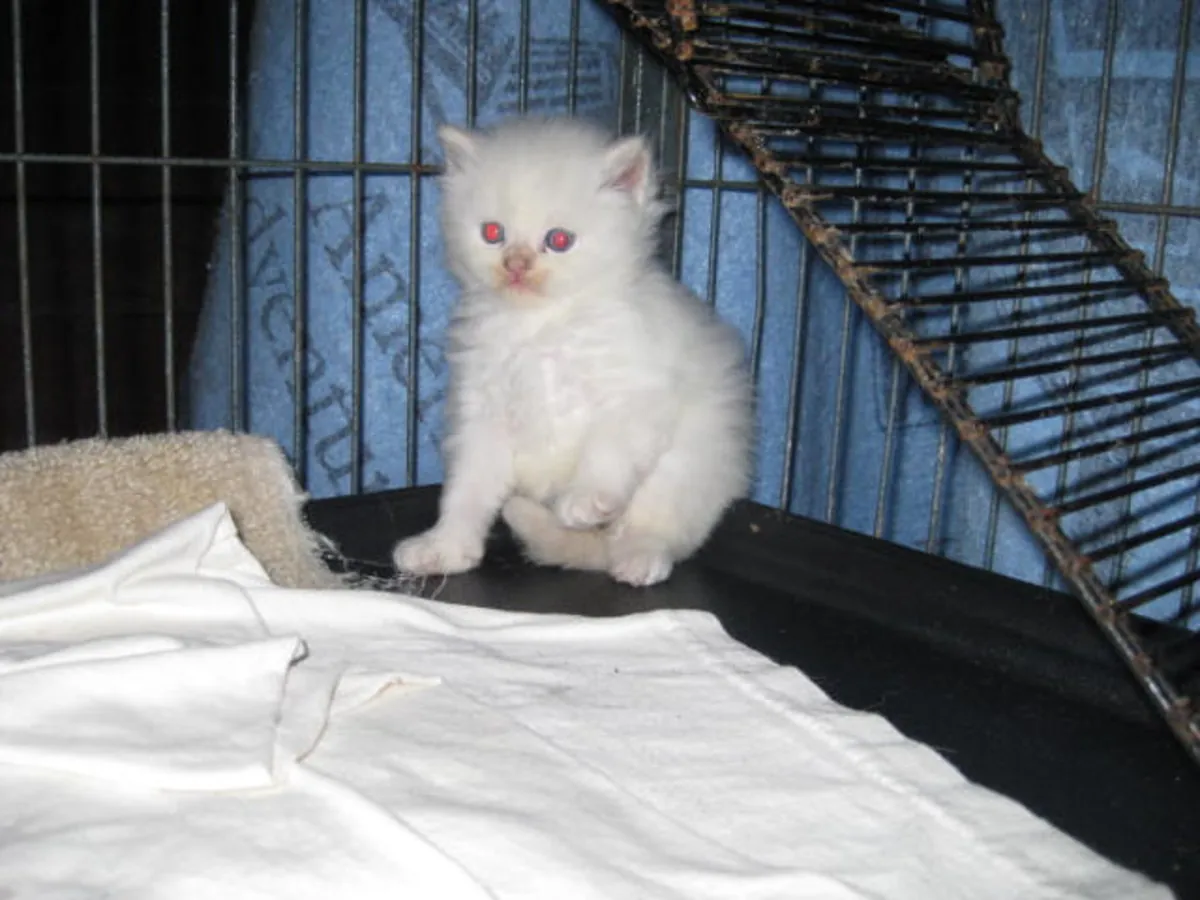 Chatons Munchkin Blanc Pur à Vendre.