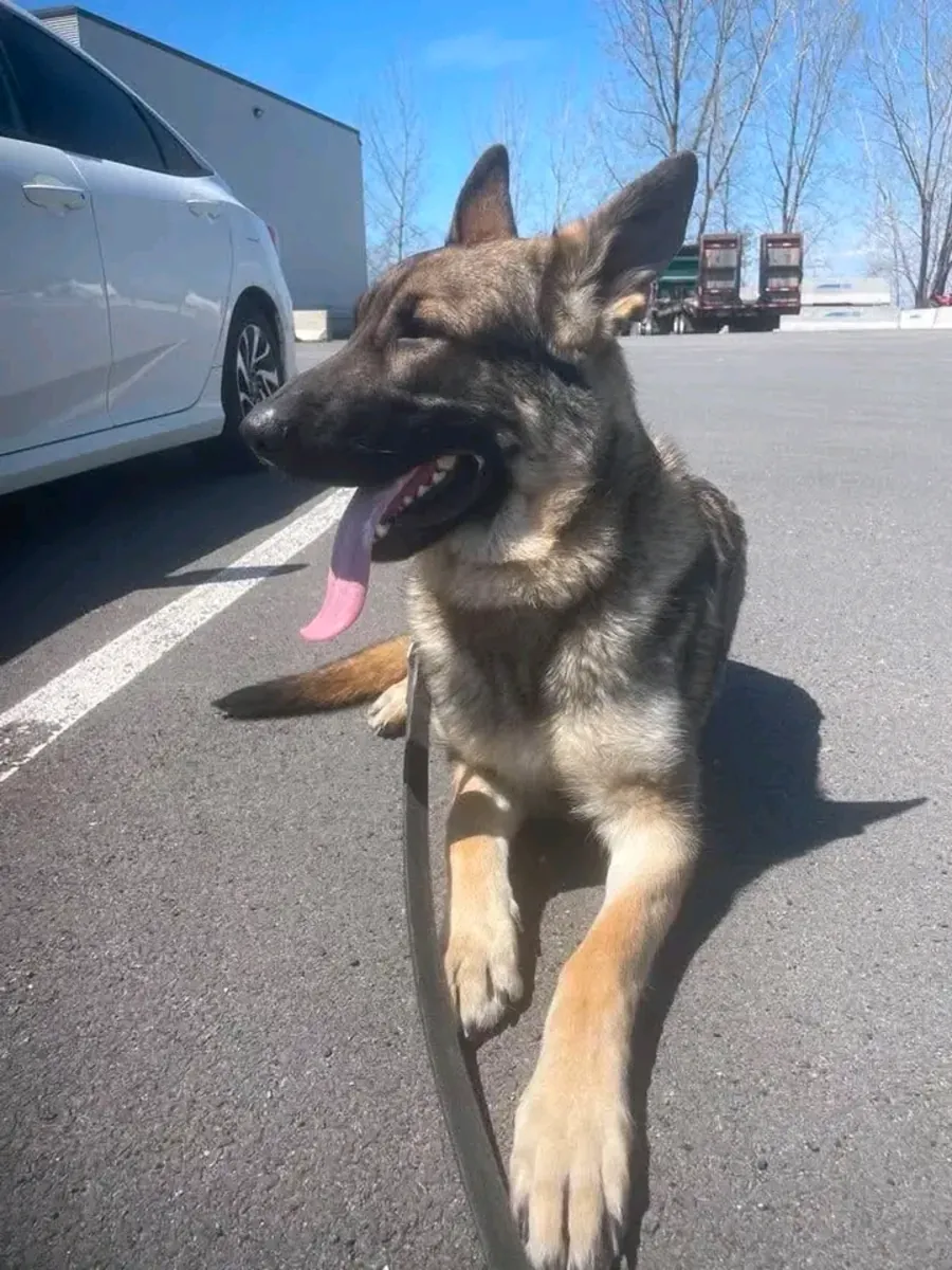 美丽的德国牧羊犬幼犬