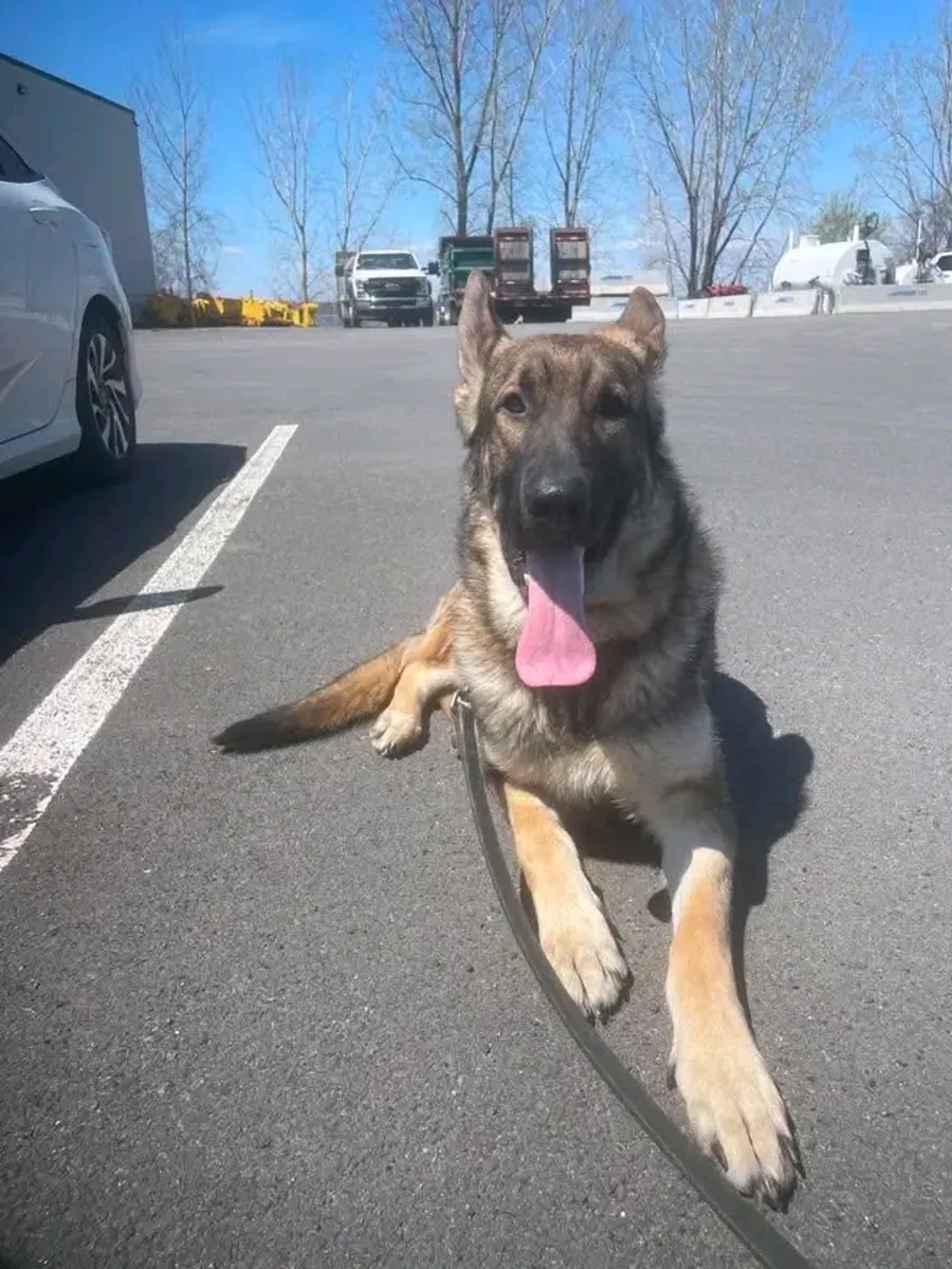 美丽的德国牧羊犬幼犬