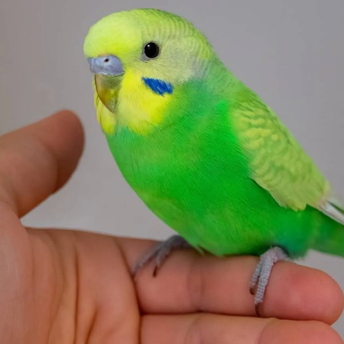 我收养他是因为我被派往安卡拉。