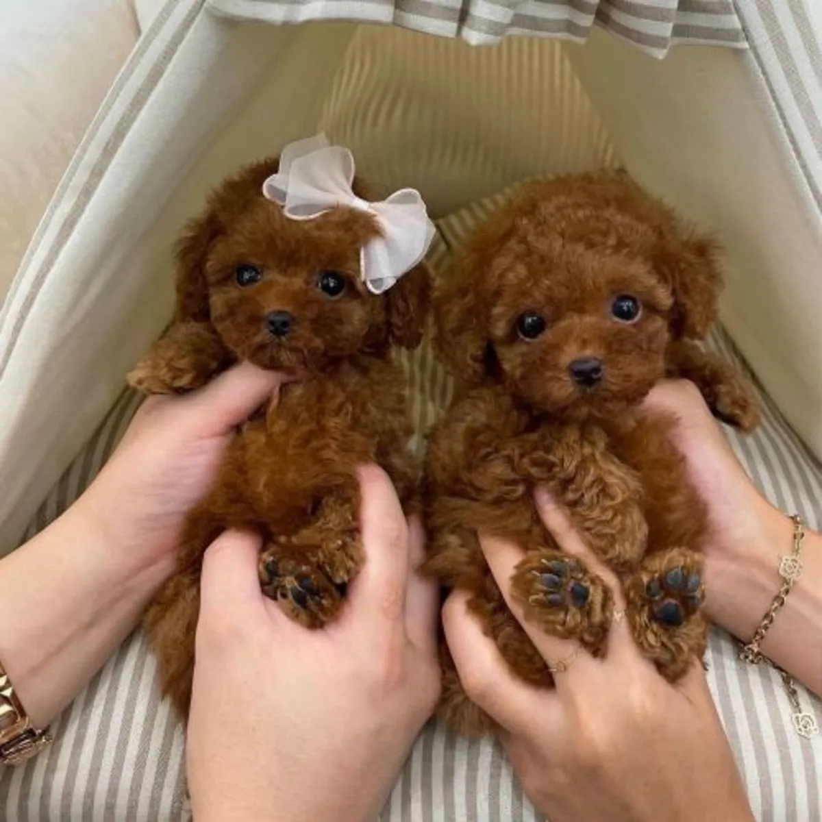 Chiots Toy Poodle à donner