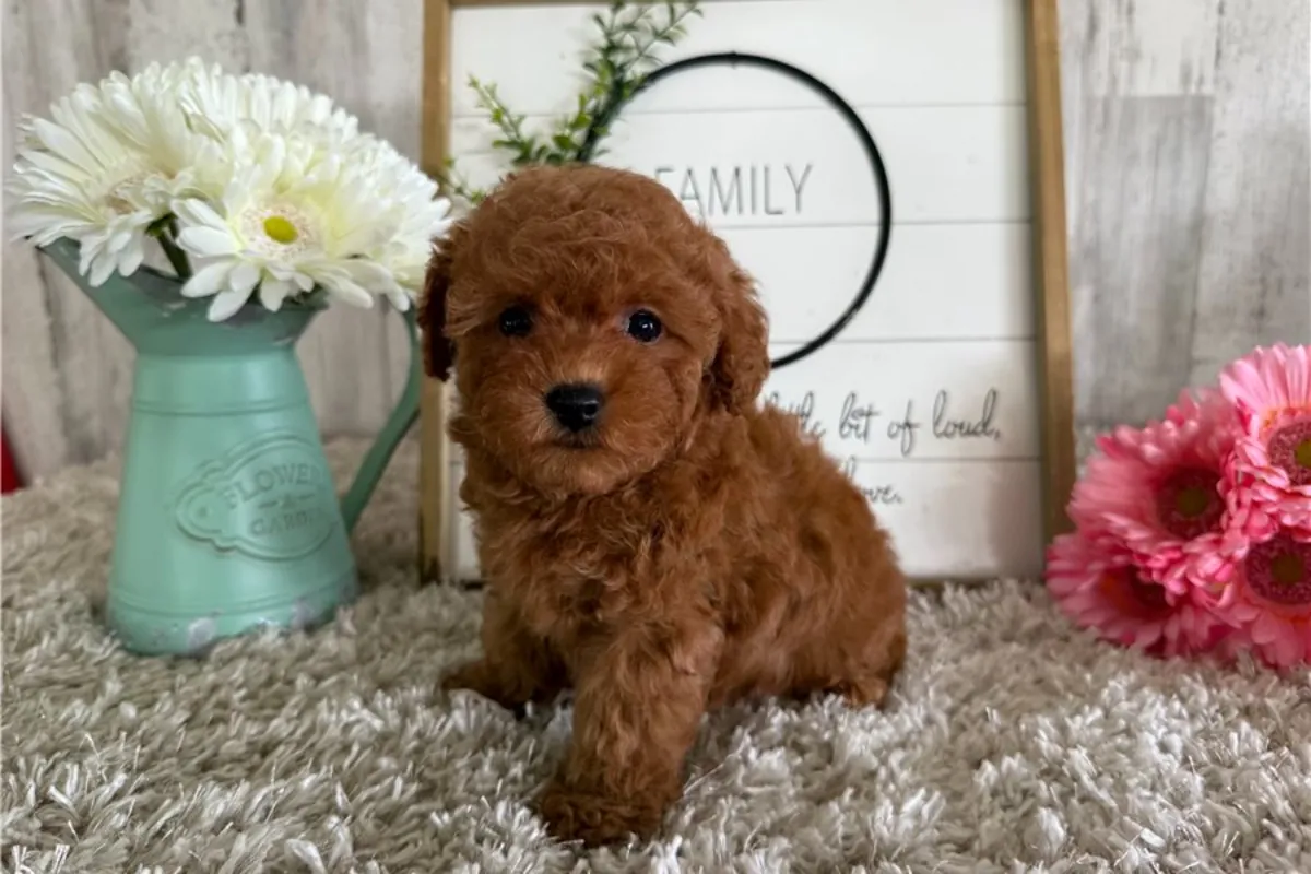 Chiots Toy Poodle à donner