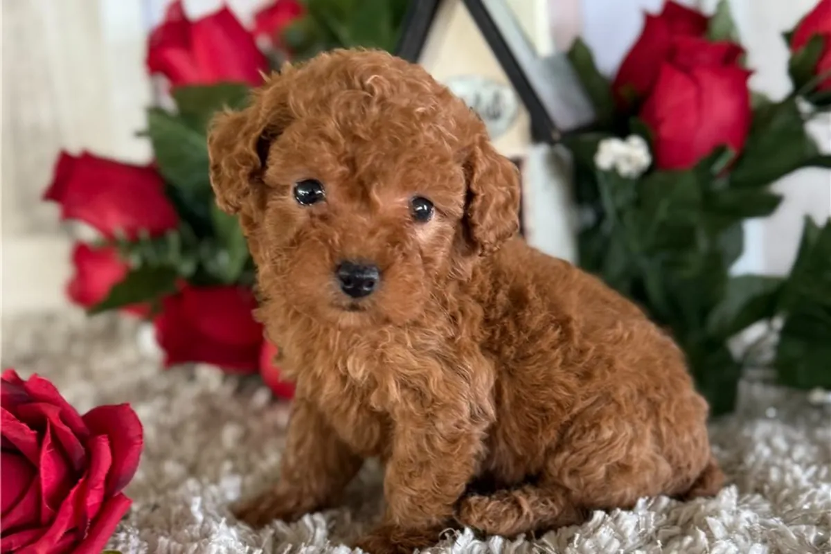 Chiots Toy Poodle à donner