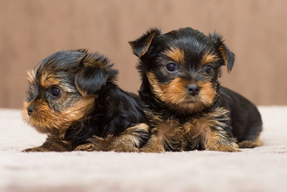 Gift Yorkshire Terrier Toy Puppies