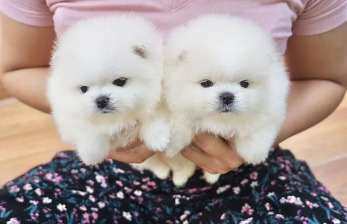 Cadeau de Chiots Pomerania Mini Gratuit