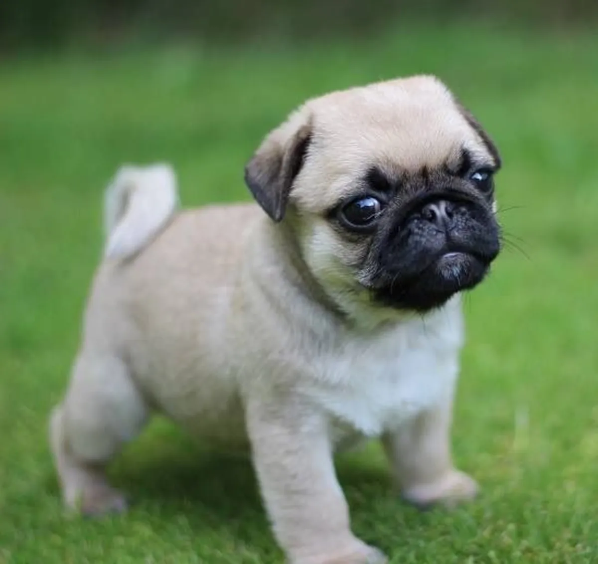 Regalo Cachorros Carlino {PUG} Gratis 