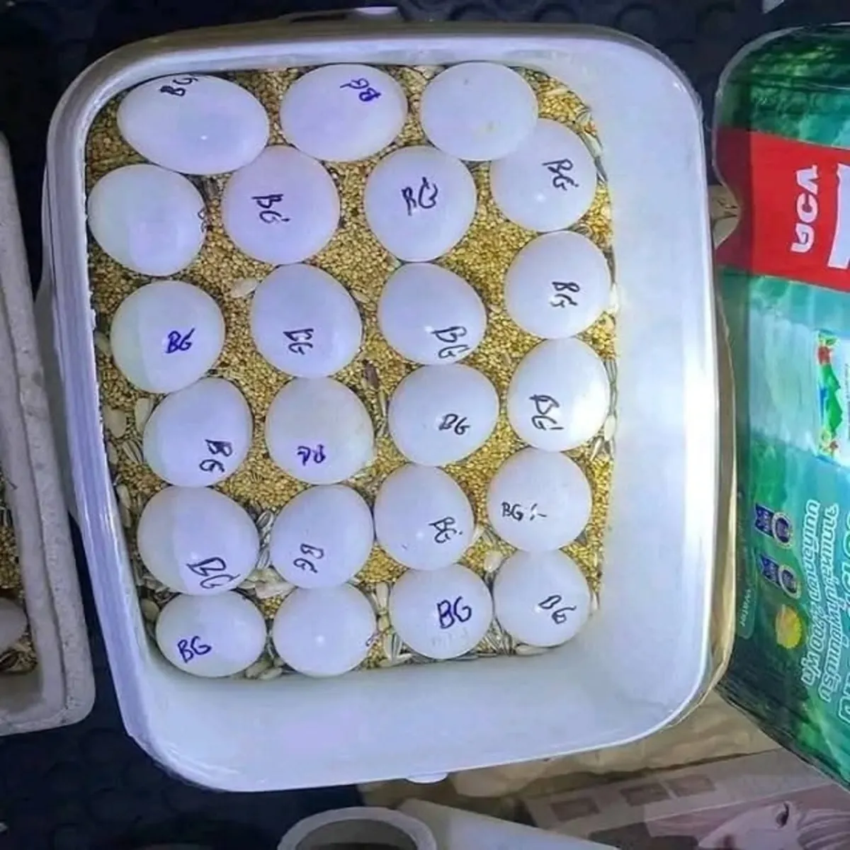 出售幼鸟和可繁殖的鸟蛋