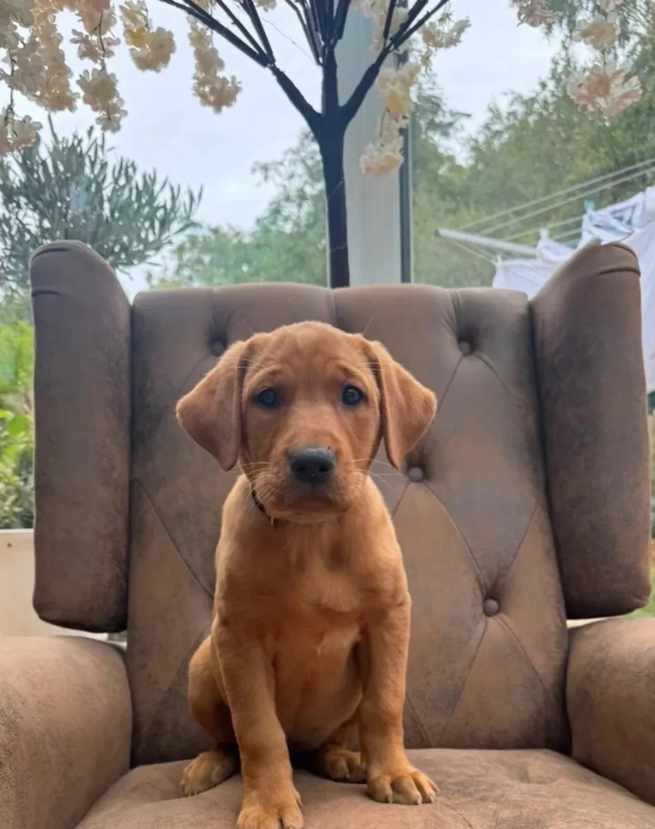 Chiots Labrador Fox Red