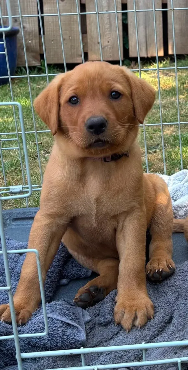 Chiots Labrador Fox Red