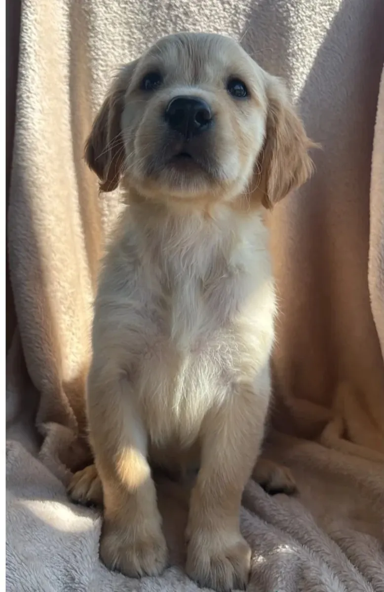 Chiots Golden Retriever