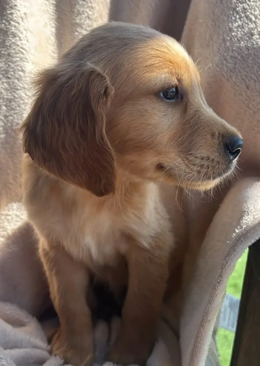 Chiots Golden Retriever