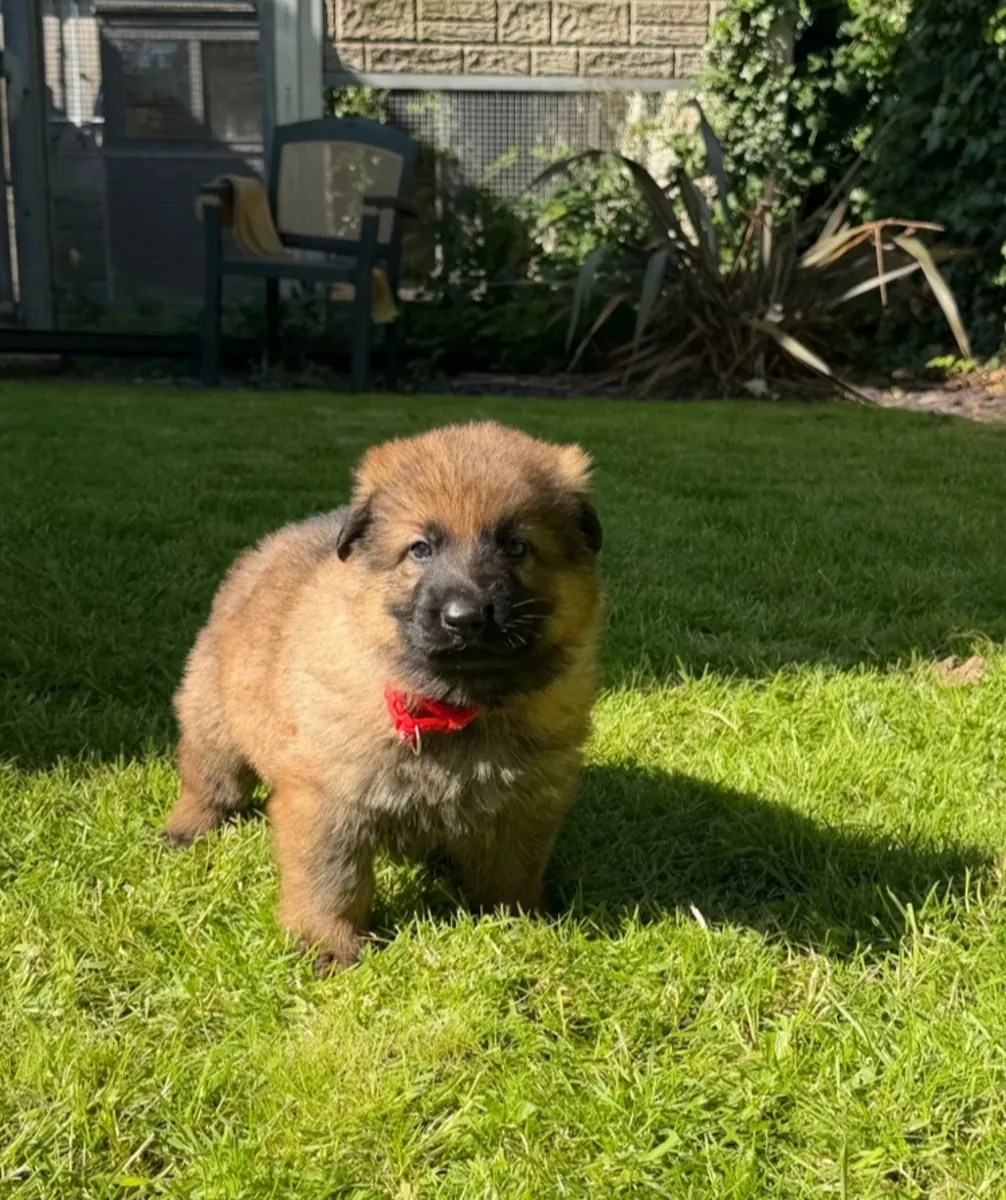 GSD pups