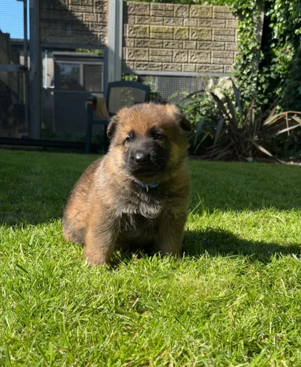 GSD pups