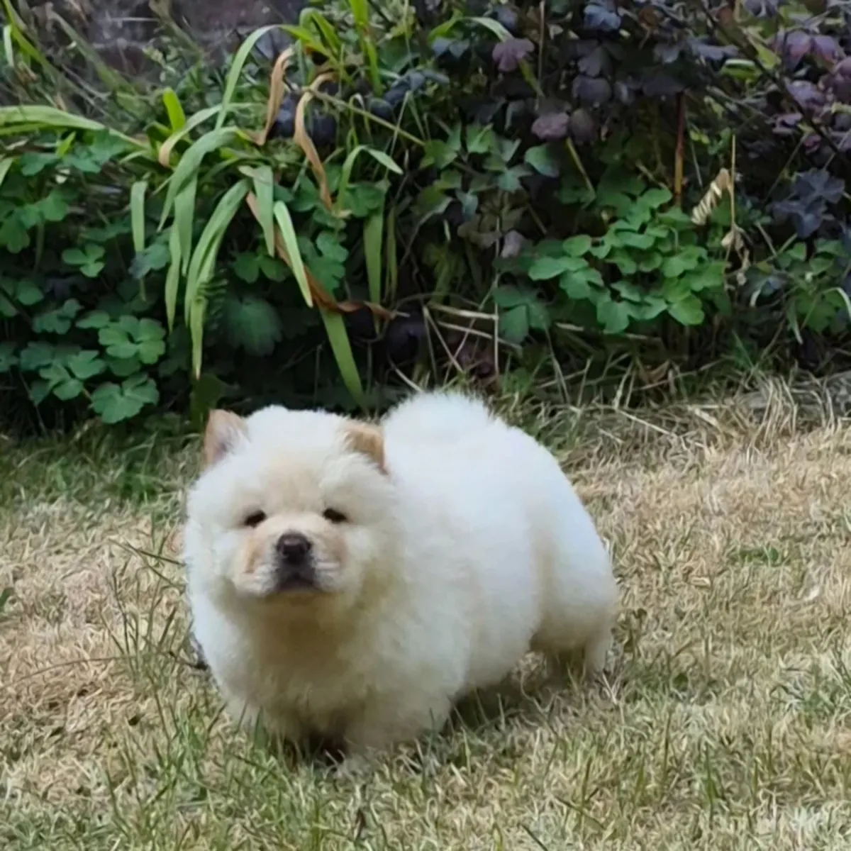 Kc注册的松狮幼犬