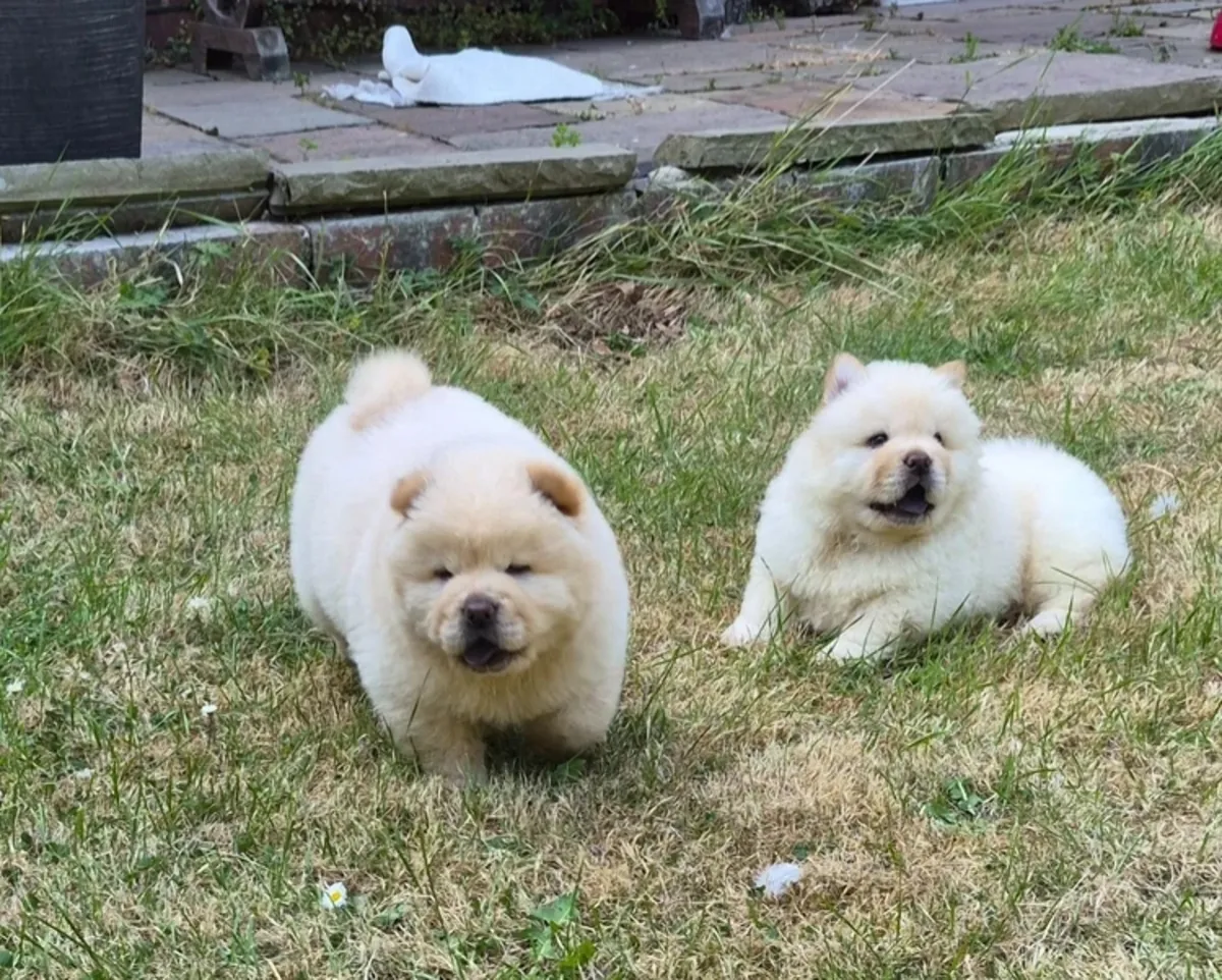 Kc注册的松狮幼犬