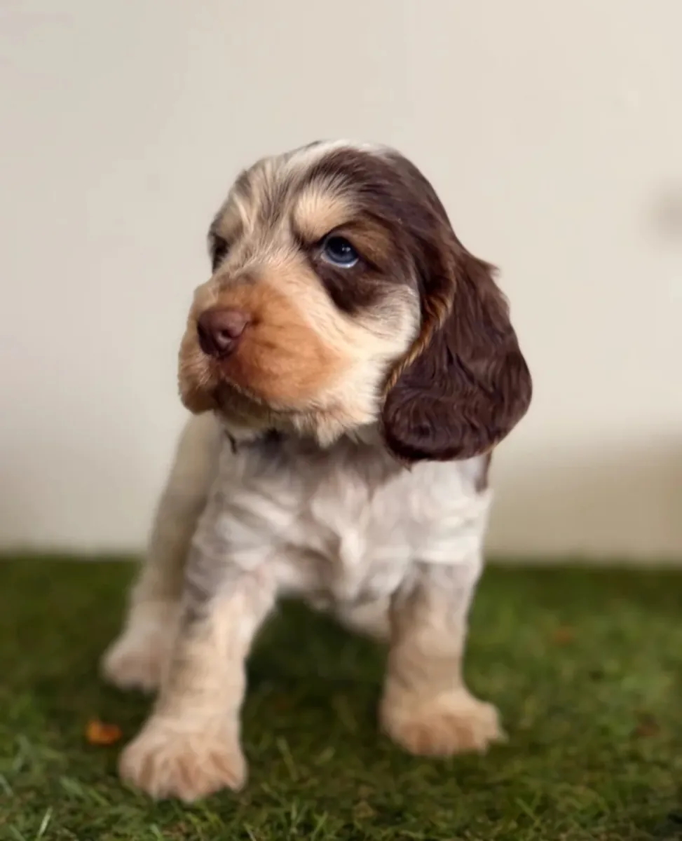 Cocker spaniels de tipo show